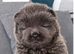 Ready to go Chow chow puppies