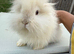 Angora mini lion lop mixed breed