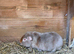Trio of adult boys looking for homes