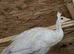 white male peachick