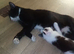 Little cuties
