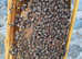 BS National 5 frame honey bee nuc