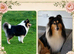 KC Rough Collies