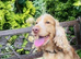 LYNCHAM COCKER SPANIELS