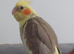 Baby cockatiel