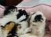 Beautiful really social kittens used to kids and dogs