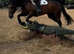 pc pony / working hunter/ very flashy