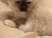 Ragdoll Kitten boy