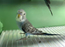 Black face splits black wing budgies