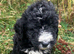 F1 STANDARD BLACK AND WHITE BERNADOODLE GIRLS