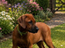 5 Star Licensed Breeder Rhodesian Ridgebacks