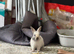 Female Baby Lionhead