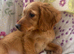 Golden retriever pups