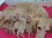 Cream long haired miniatures READY NOW