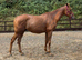 Ginger Nut - 16'2 Quality NH Stamp