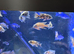 Malawi cichlids peacocks and haps