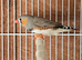 Zebra Finch