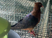 4 month old archangel pigeon