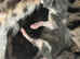Kittens for sale