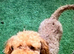 Red toy poodle boy