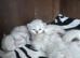 Gordious pure ragdoll kittens