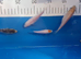 Koi fry 1-6 inch