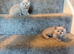 British short hair kittens