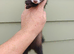 Polecat jill - semi angora - 6months old