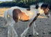 Red and white colt foal
