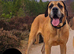 Great Dane x Cane corso puppies