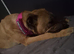 This is Sky a cane corsa cross staffy