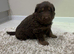 LAST GIRL Chocolate German Shepard