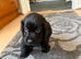 Cocker spaniel puppy's
