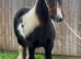 14 hh riding cob mare