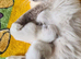 Beautiful Ragdoll munchkin Kittens