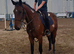16.2hh 5 year old unsual skewbald gelding