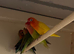 Proven pair of Fischer love birds