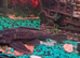 Pleco two