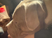 Pocket bully (not American Bully)
