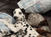 4 month old male dalmation