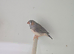ZEBRA FINCHES