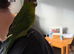 Hand reared kakariki