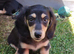 KC Registered Miniature Longhaired Dachshund Puppies