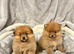 Pomeranian puppies