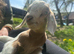 3 wethered golden guernsey x