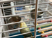 Love bird baby