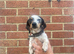 Daxie Jack