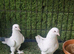 Turkish pigeons