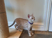 Very Beautiful TICA Registered Bengal Kittens.