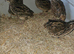 Cotunix Quail for sale